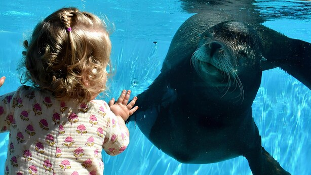 A child interacting with a large aquatic animal in a clear blue water setting. - Eco-friendly Holiday Home (Breskens)