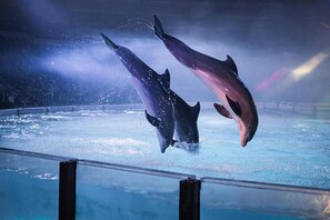 Dolphins leap out of the water in a synchronized performance at this aquatic venue.