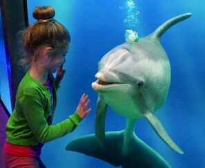 House | View from property - Bungalow in Breskens With Waterfront Jetty (Breskens)