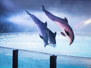 Delfiner uppträder i en inomhuspool med klart vatten och en tydlig poolkant.