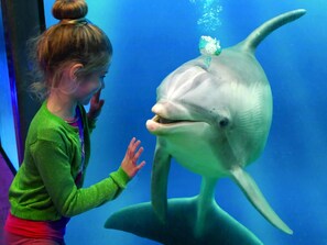 Una persona interactuando con un delfín en un acuario.