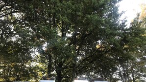 A trailer with beehives parked under a large tree. - Gîte des Cyprès - Bérat - Gîte (Bérat)