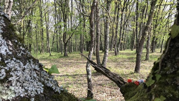 A forest with a moss-covered tree trunk and a fallen branch. - Gîte des Cyprès - Bérat - Gîte (Bérat)