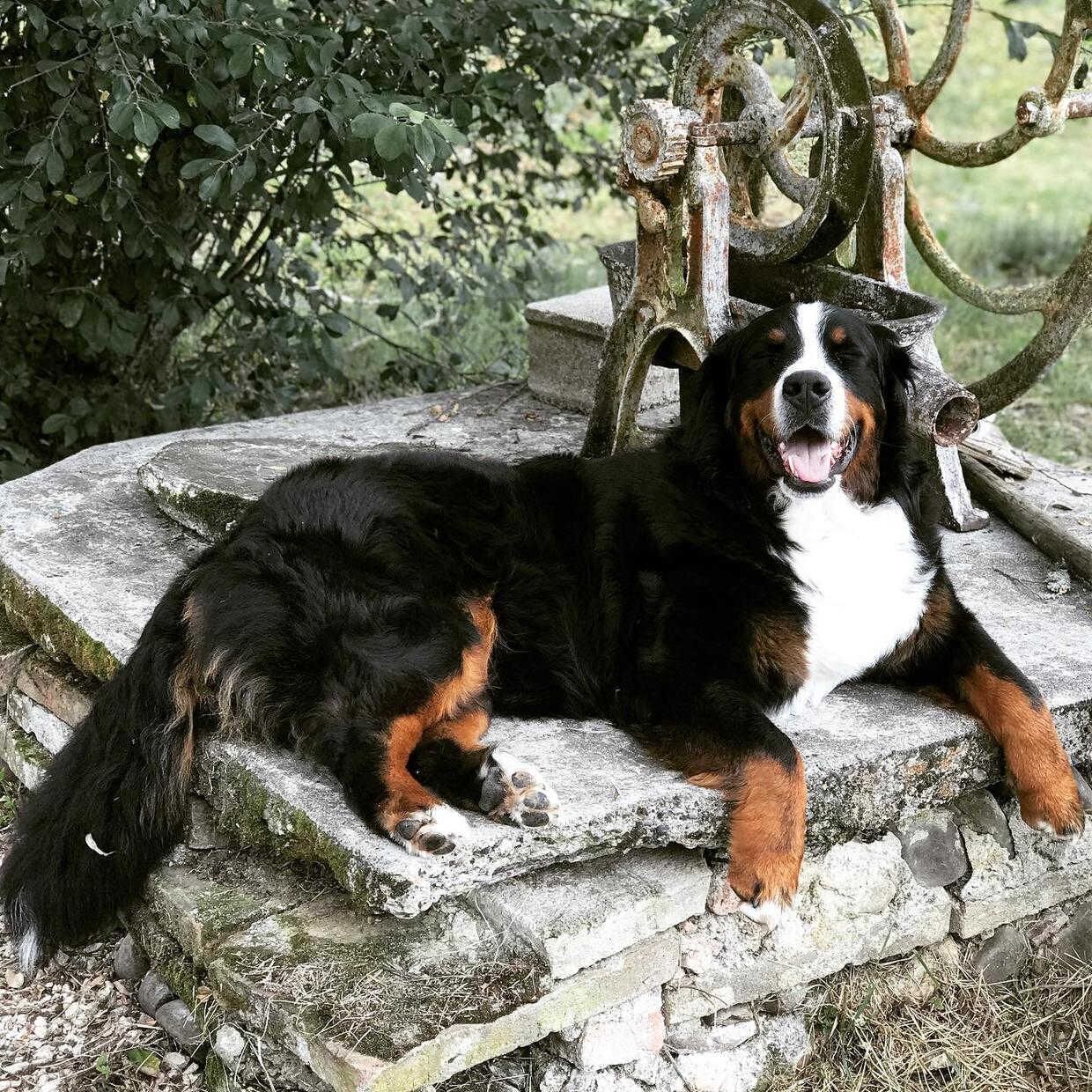 Un perro descansando sobre escalones de piedra con una barandilla metálica al fondo.