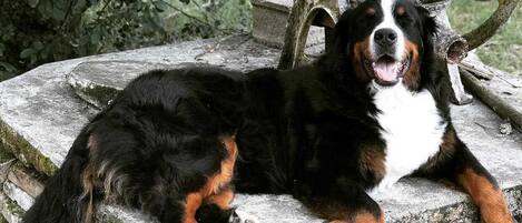 Un perro descansando sobre escalones de piedra con una barandilla metálica al fondo.