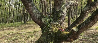 Gîte des Cyprès - Bérat - Gîte