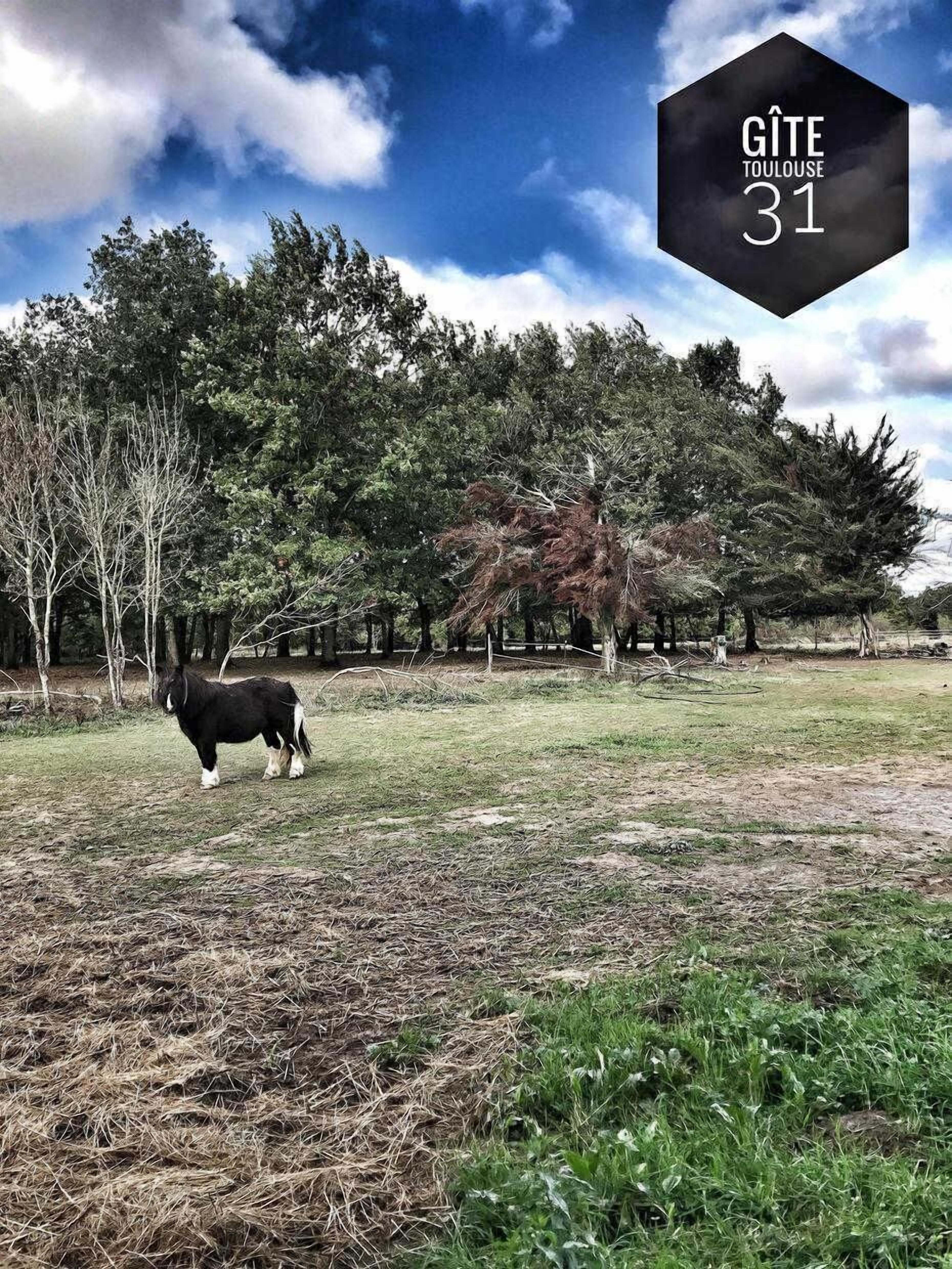 A horse in a grassy field with trees in the background.