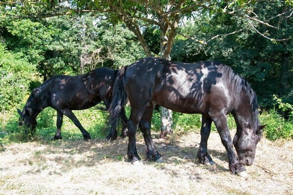 Dos caballos pastando en un entorno natural con árboles y vegetación al fondo.