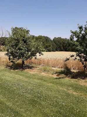 Un campo con un árbol en primer plano y un cielo despejado.