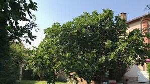 Un patio trasero con un árbol grande, una mesa blanca con sillas y un muro de ladrillo.