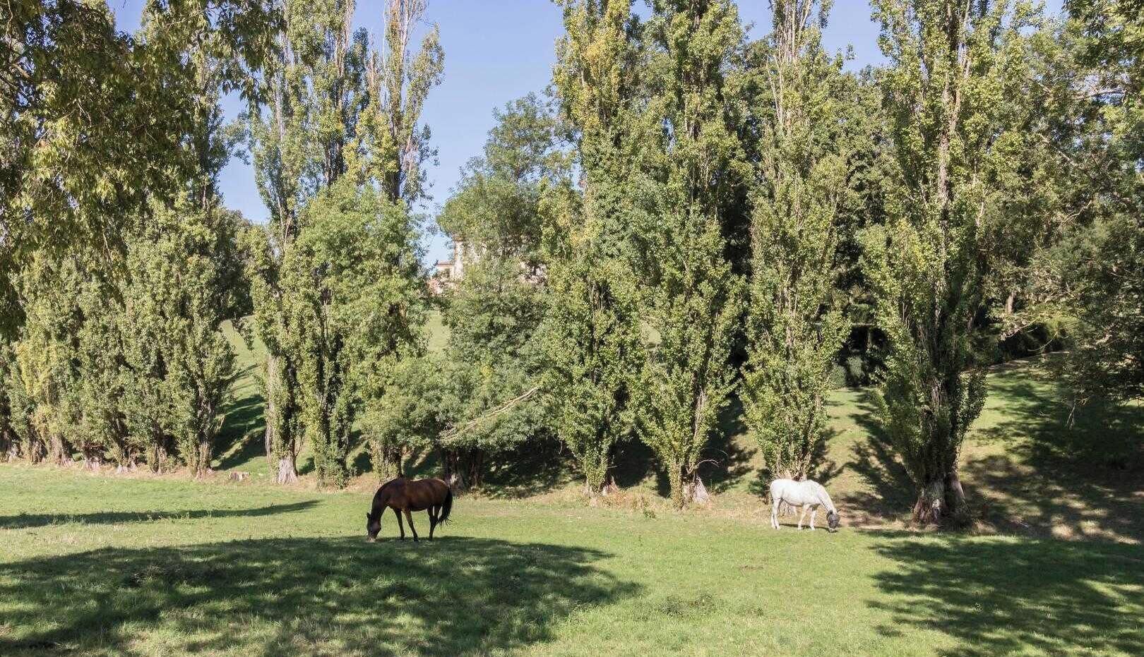 Ein Pferd grast auf einer grünen Wiese, im Hintergrund Bäume.