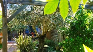 Un jardin agrémenté d’une pergola, de différentes plantes et d’une clôture en bois.
