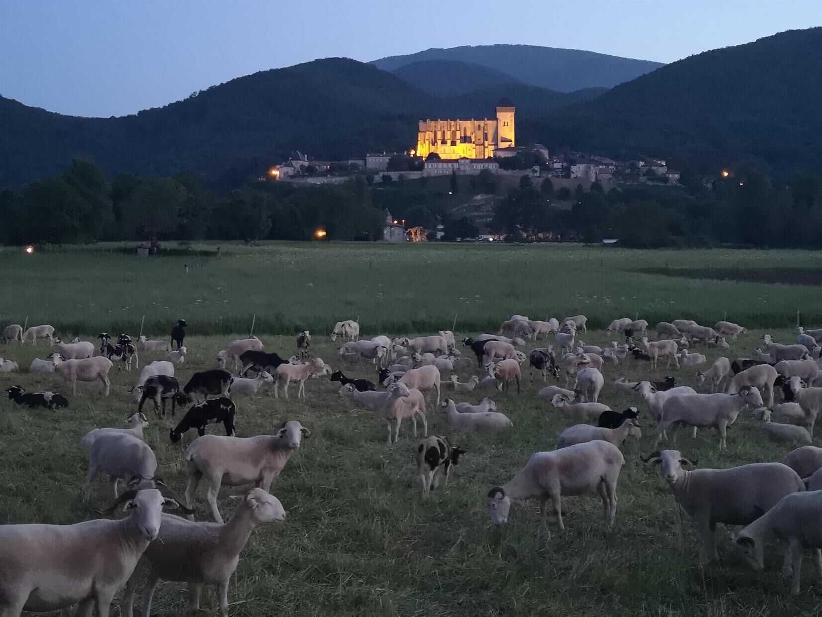Un rebaño numeroso de ovejas pastando en un campo, con un edificio histórico al fondo.