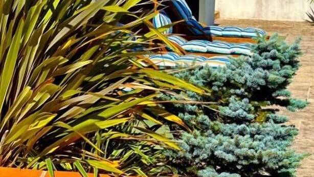 Un patio con una zona de estar cubierta, un muro de concreto y diversas plantas.