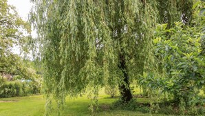 A weeping willow tree in a grassy area with a small bush nearby. - Green Valley - Villaudric (Villaudric)
