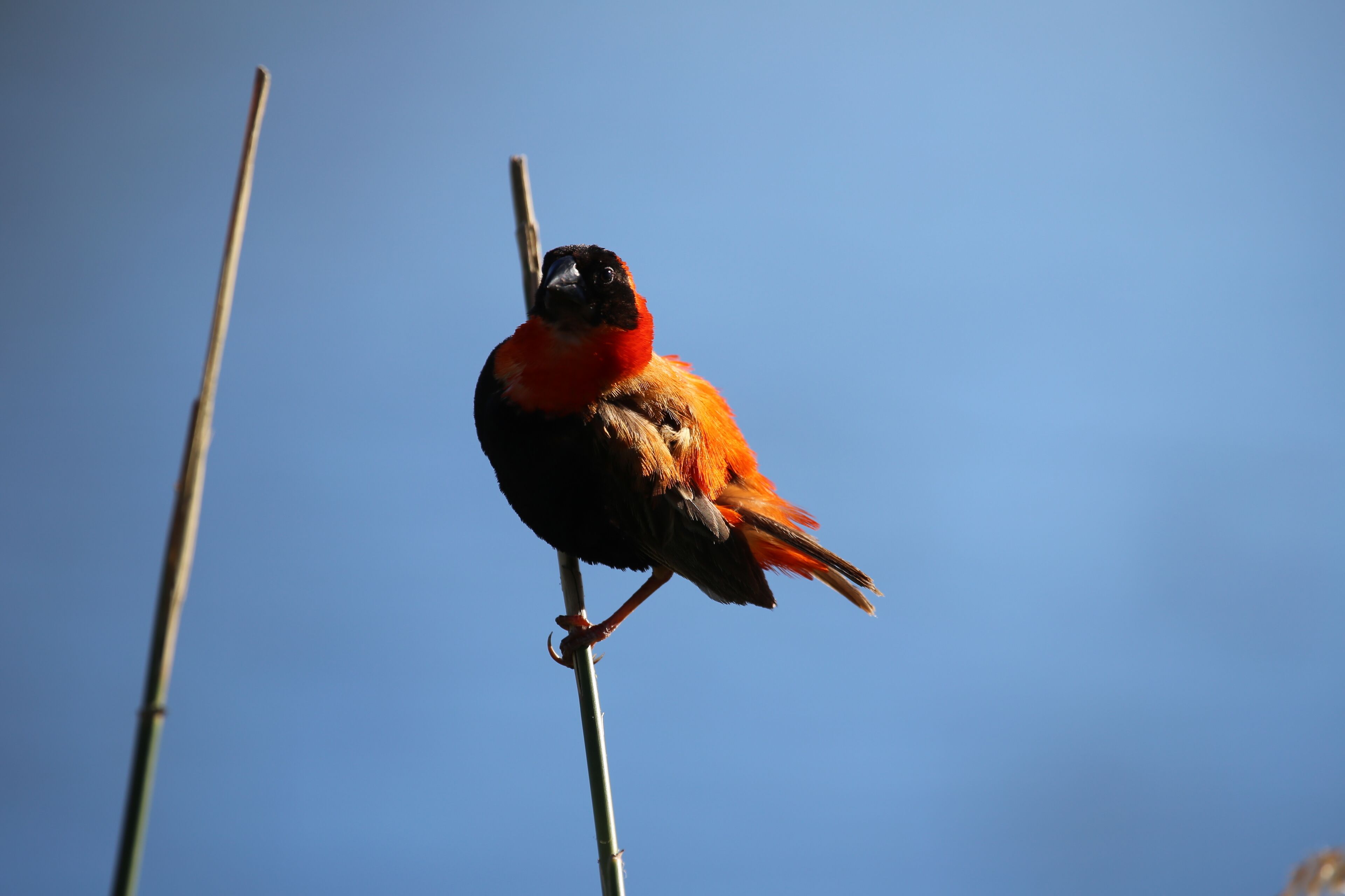 Een vogel zit op een paal voor een strakblauwe hemel.