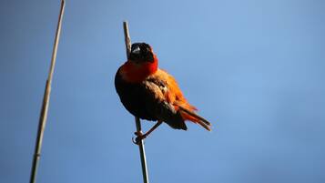 Een vogel zit op een paal voor een strakblauwe hemel.