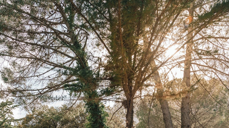 Camping Tajo Rodillo