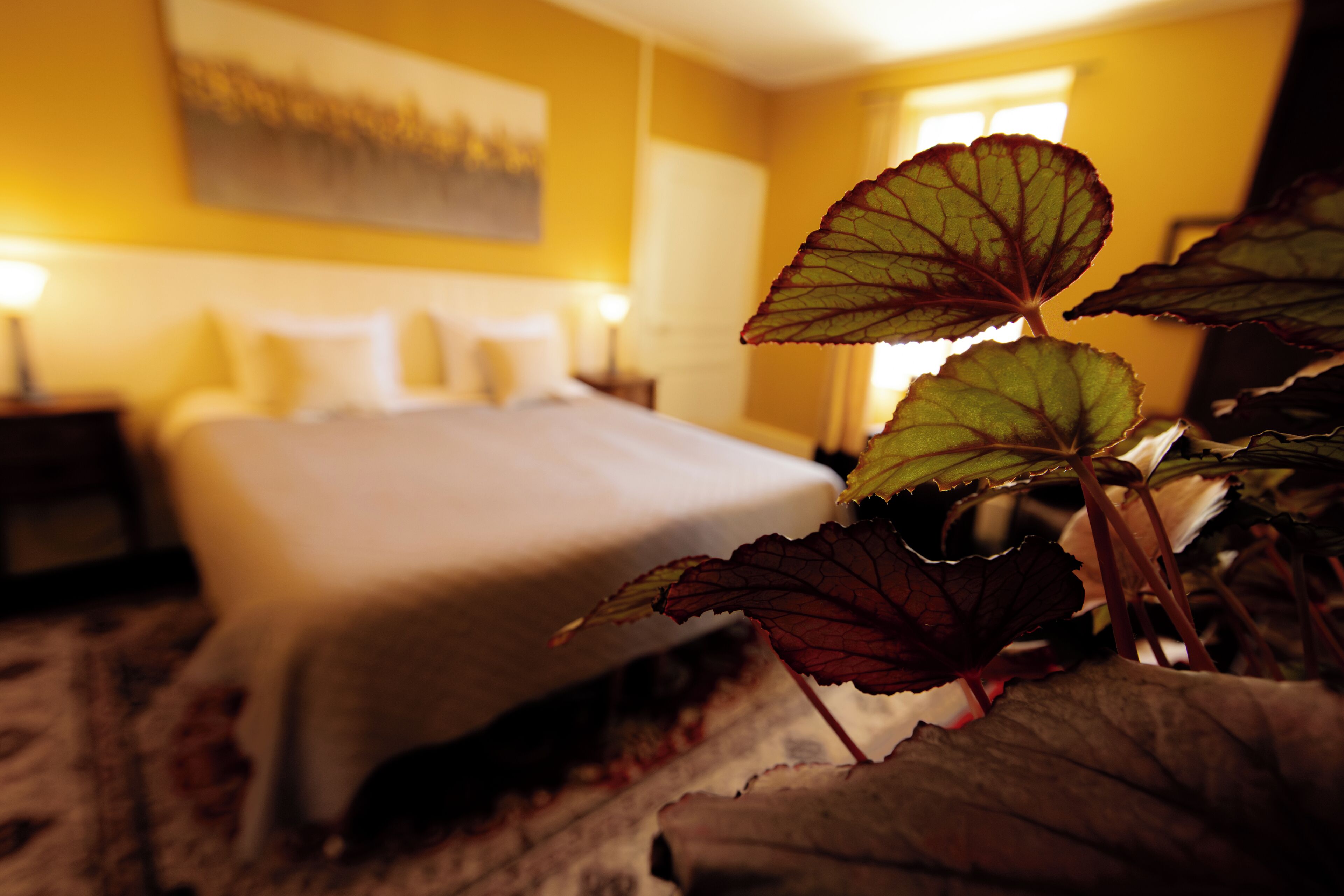 Comfort Double Room, Garden View
