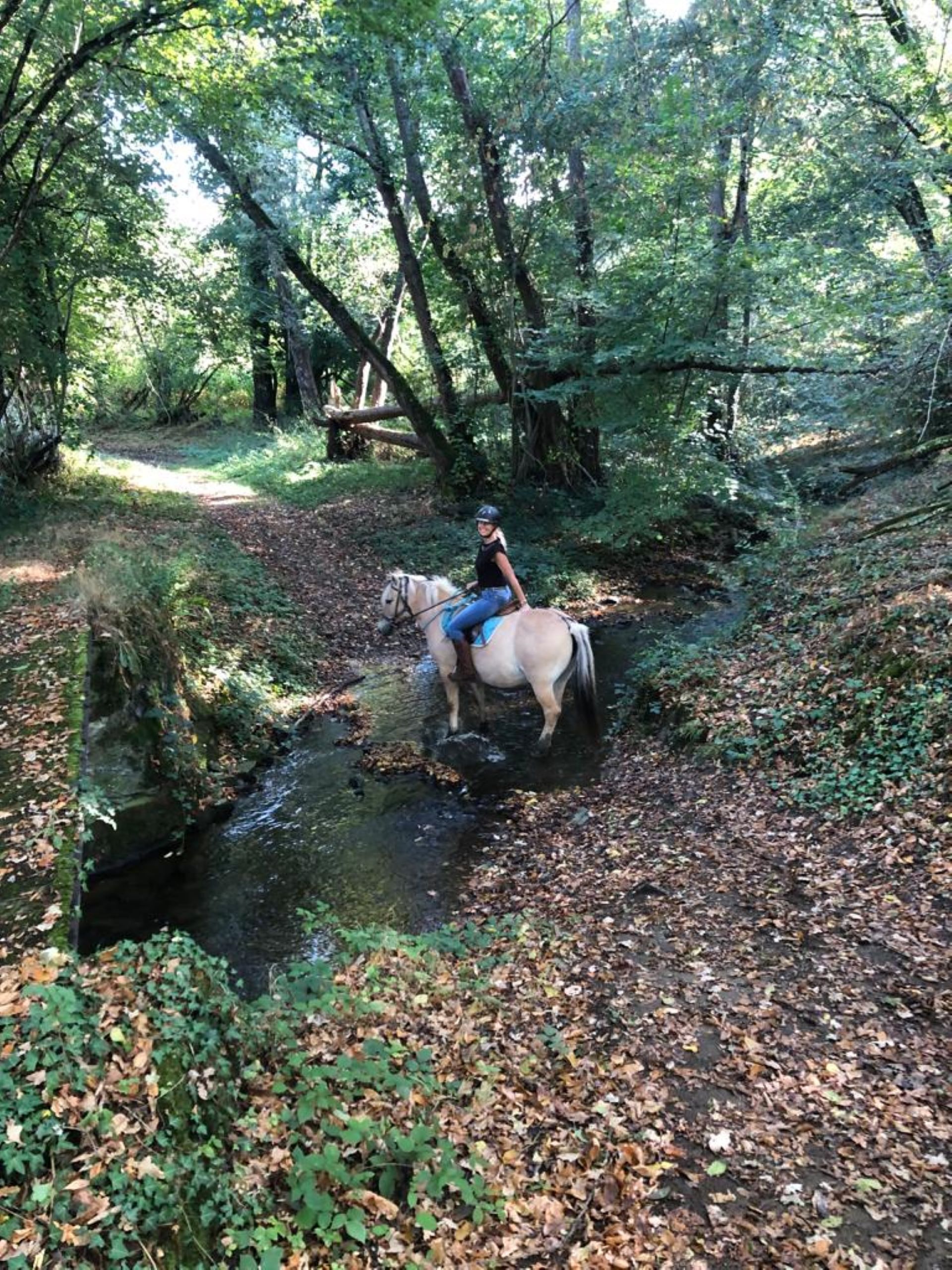 A person riding a horse through a forested area with a stream.