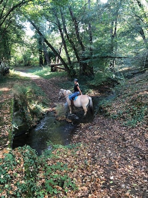 Una persona montando a caballo por un bosque con un arroyo.