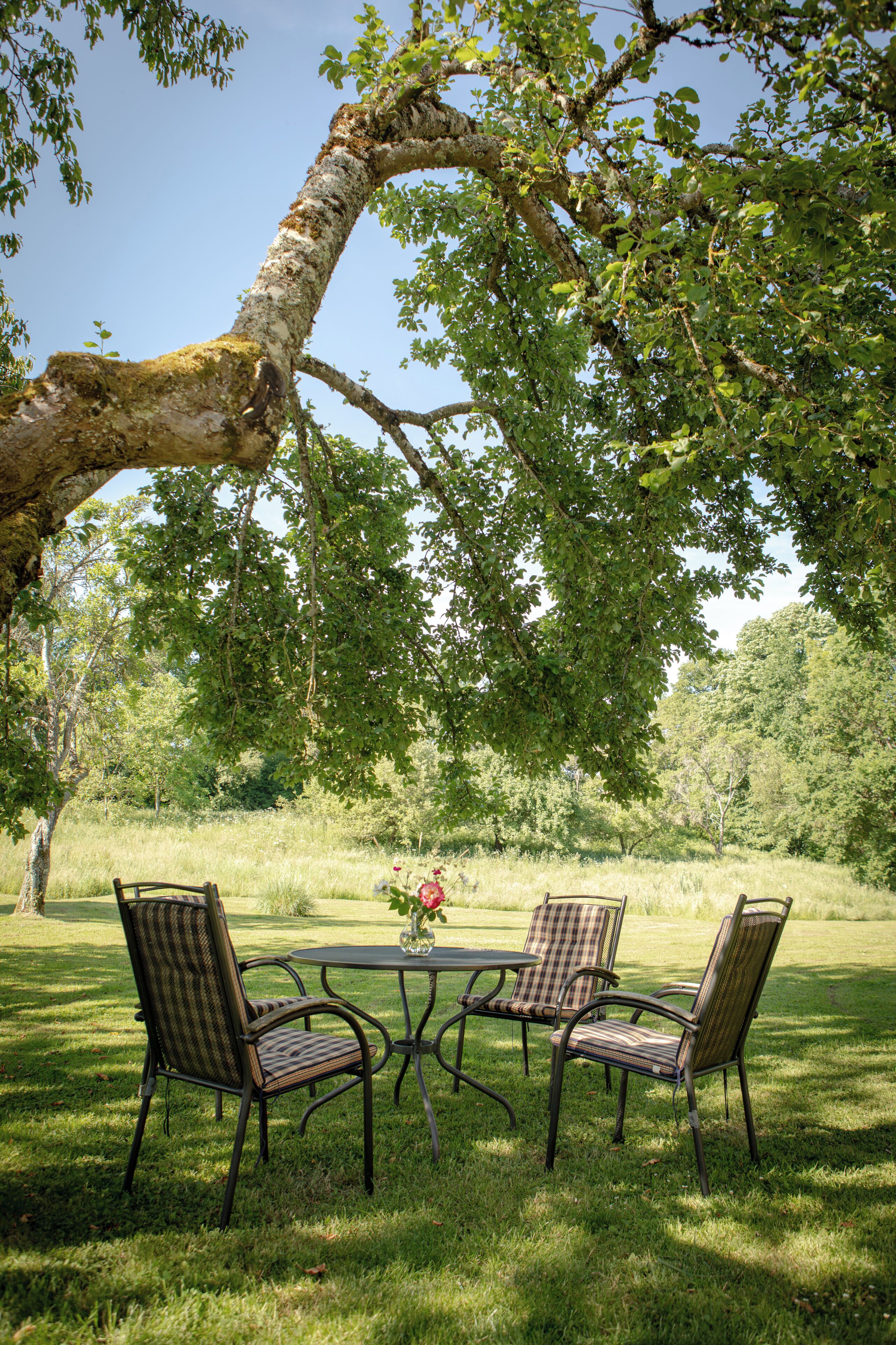 An outdoor seating area with a table and chairs under a large tree.