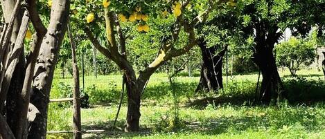 Jardines del alojamiento