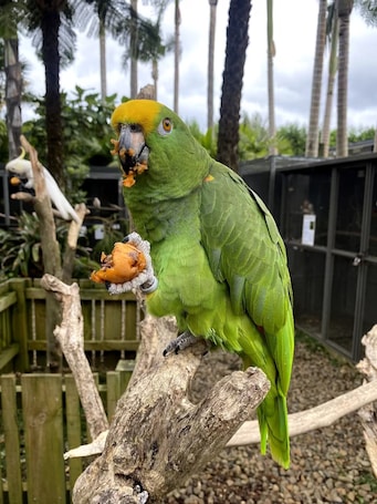Property grounds. The Parrot Place - Parrots Nest
