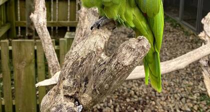 The Parrot Place - Parrots Nest