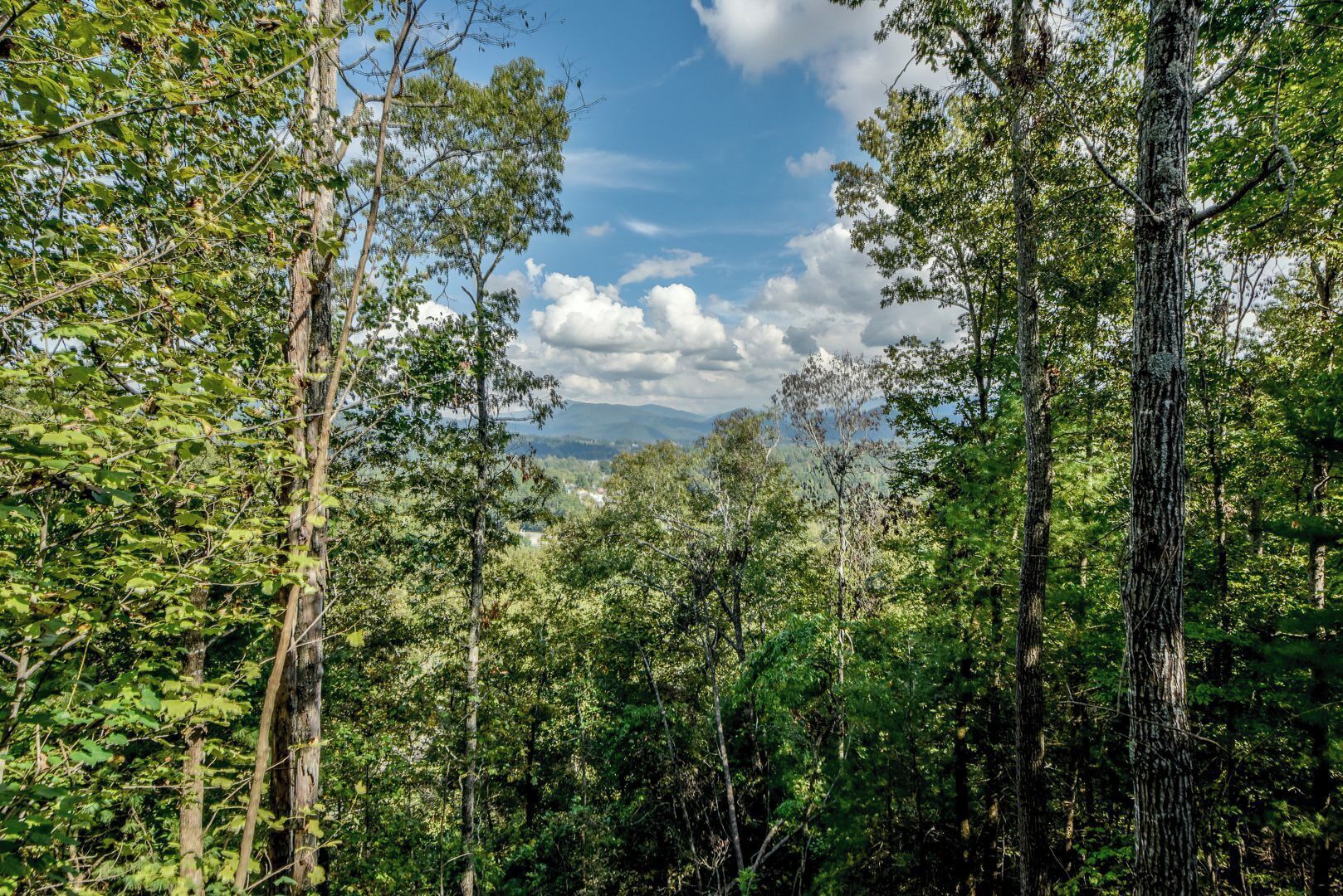 Ein dichter Wald mit hohen Bäumen und blauem Himmel.