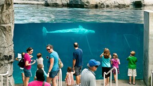 En gruppe mennesker betragter en stor hajtak i en klar bassin i en zoologisk have.