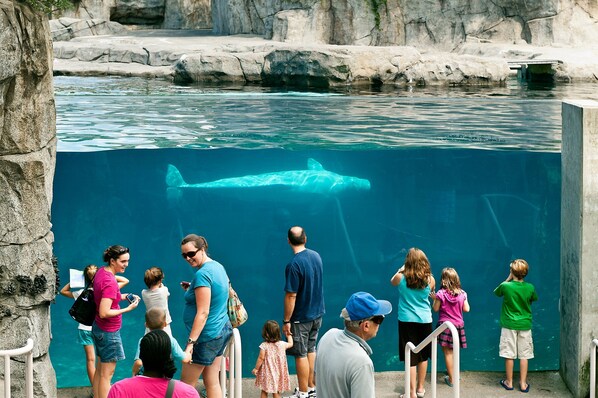 A group of people observing a large shark in a clear pool at a zoo.
