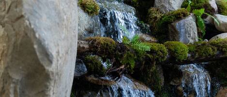 Una pequeña cascada fluye sobre rocas cubiertas de musgo y helechos, rodeada por una valla de madera y árboles.