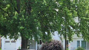 Une calèche tirée par des chevaux dans une rue résidentielle.