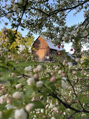 Ein rustikales Bauernhaus mit geneigtem Dach, umgeben von blühenden Bäumen und Gras.