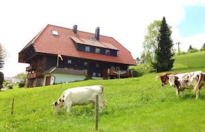 A traditional house with a red roof, a balcony, and a cow grazing in the foreground.