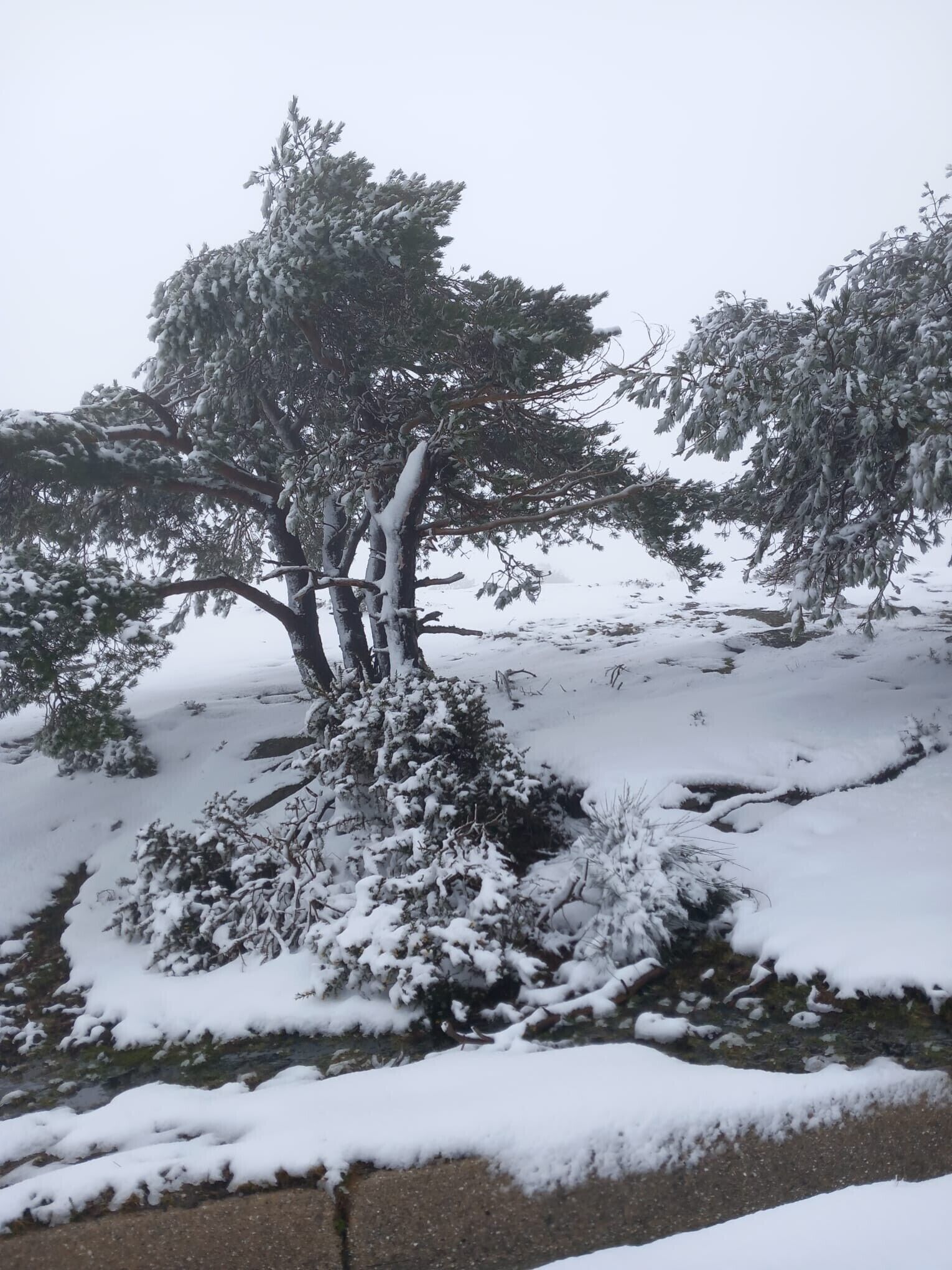 Paesaggio innevato con alberi e una struttura in cemento.