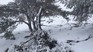 Paesaggio innevato con alberi e una struttura in cemento.