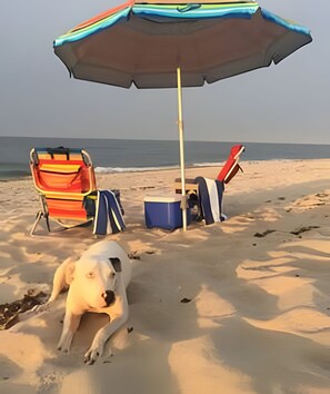 A beach scene with a dog, two beach chairs, a cooler, and an umbrella.
