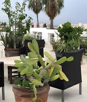 Standard Studio | Outdoor dining - 12 de Octubre (Cabo San Lucas)