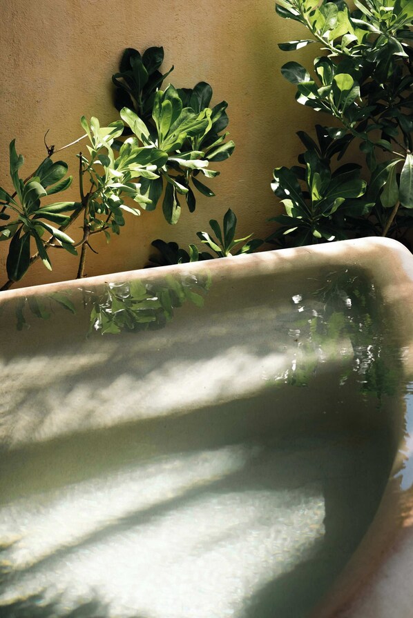 Miscellaneous - Mar de Coco Areca 101 (Playa Blanca)