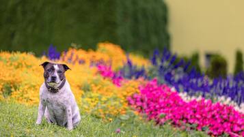 Área da propriedade