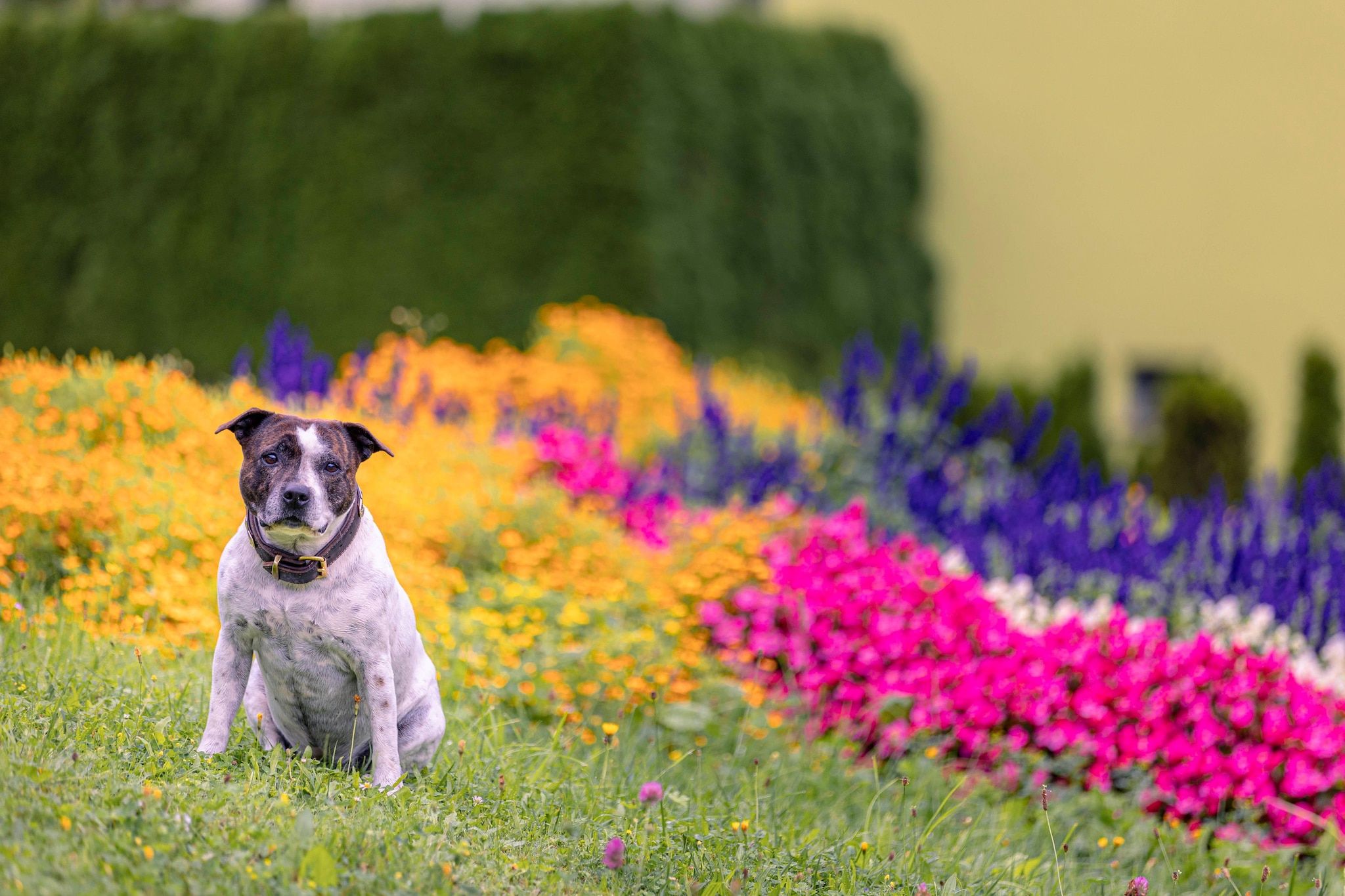 A dog sitting in a garden with colorful flowers.