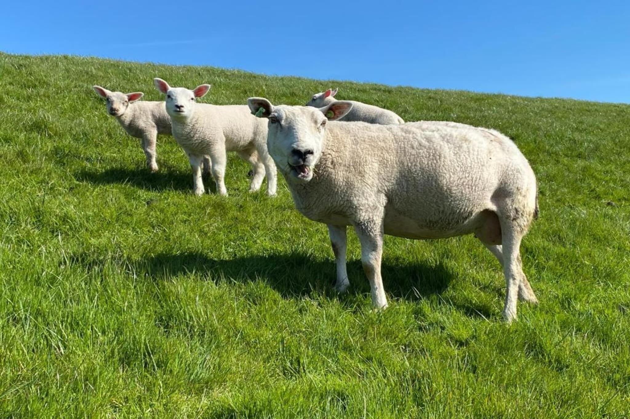 Ein grasbewachsener Hügel mit mehreren Schafen.