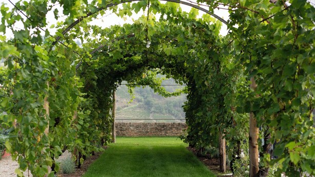 A vineyard pathway with a stone wall in the background. - Luxury Langhe Pool Vigne Di Fagnano (Santo Stefano Belbo)