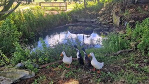 A pond with ducks and surrounding greenery. - Sea View hut Sleeps 4/6 (Holyhead)