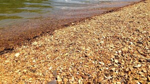 A pebbled beach with clear water and a forested hillside in the background.