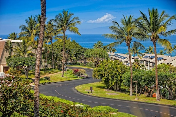 A coastal road lined with palm trees and a view of the ocean.