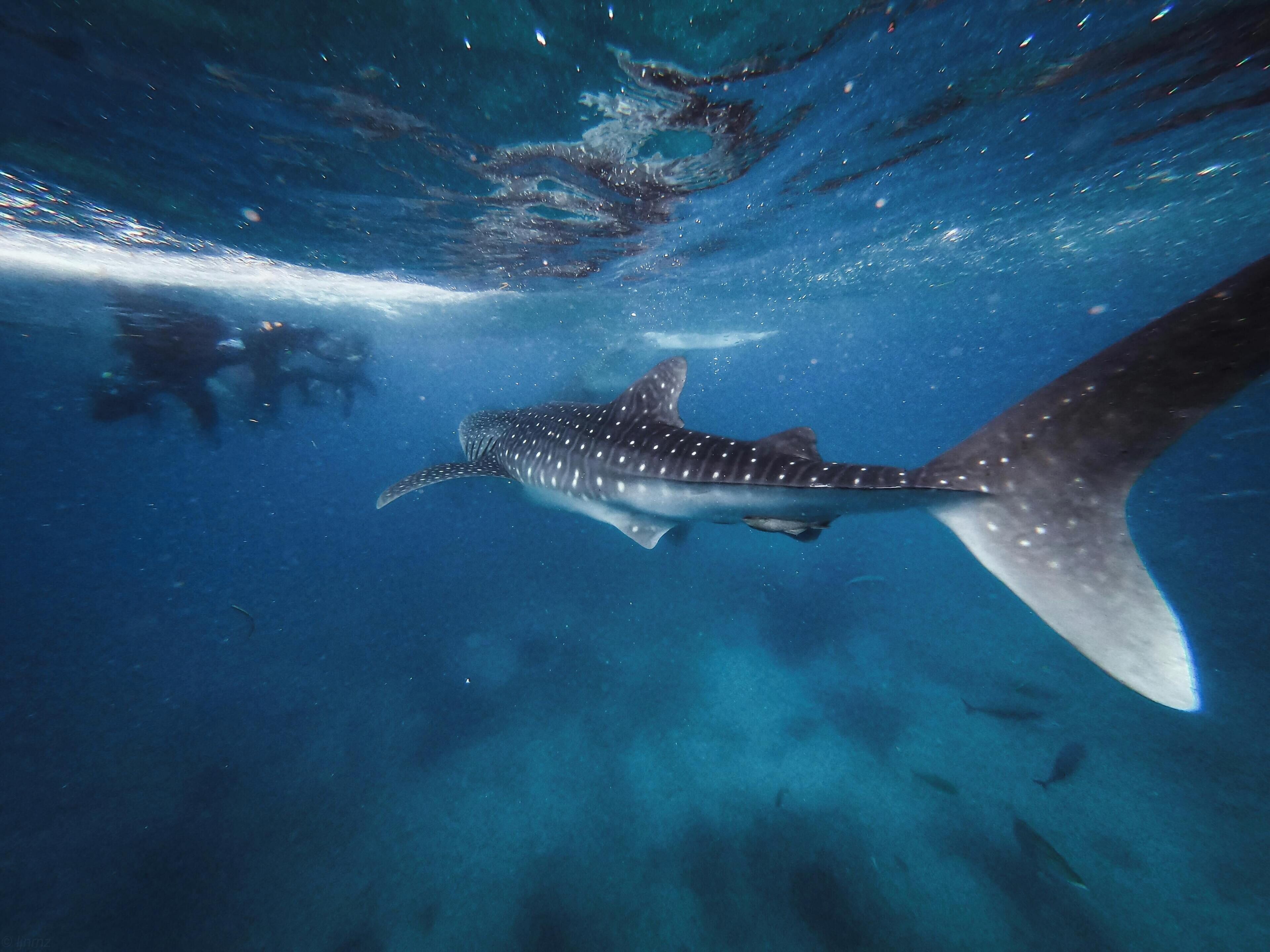 Foto - Azulea Isla Mujeres Hotel