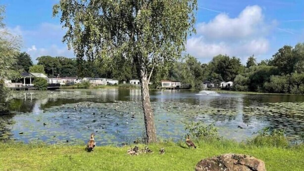 Un étang avec des canards, un grand rocher et un arbre, le tout situé dans un parc.